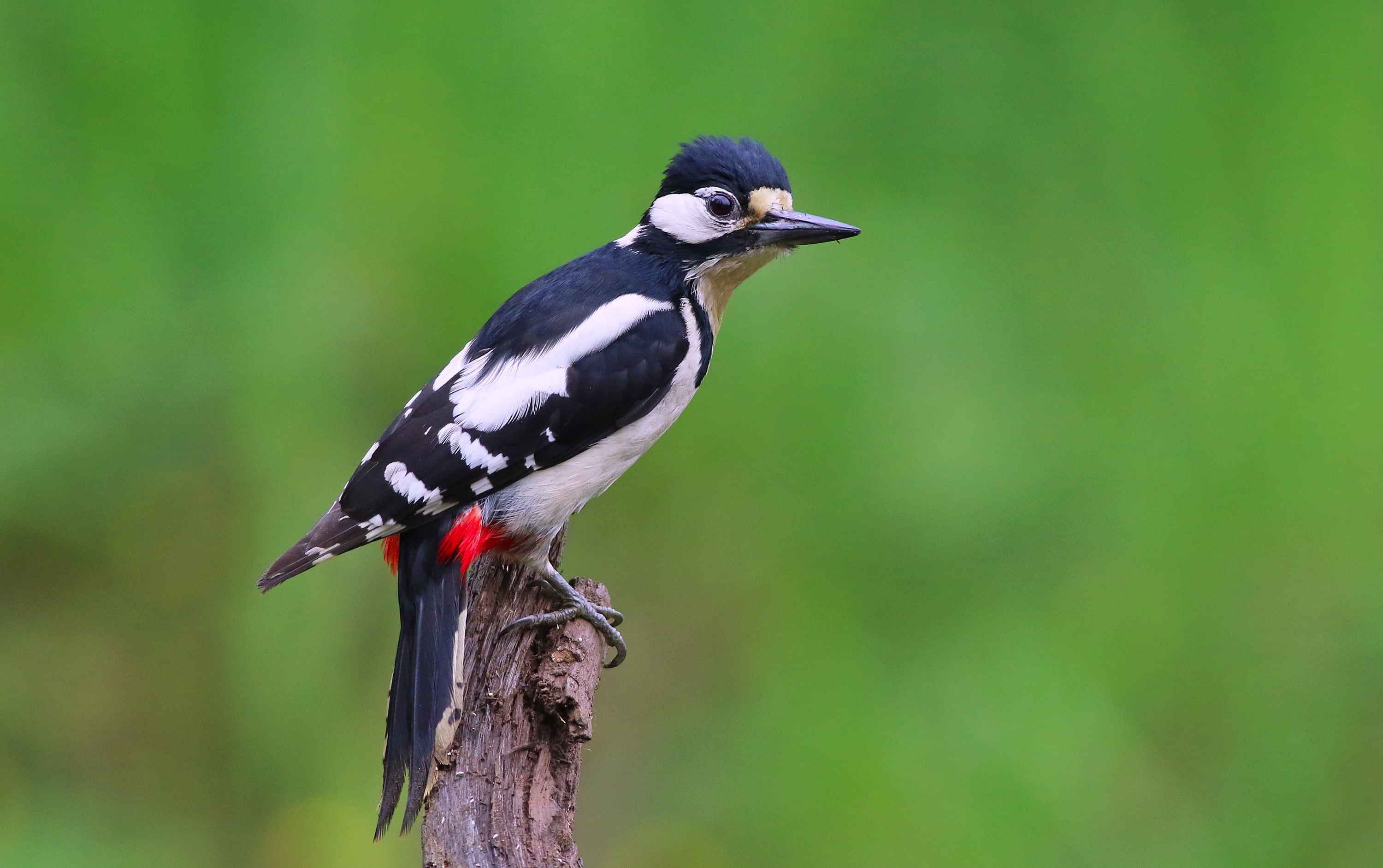 Great Spotted Woodpecker
